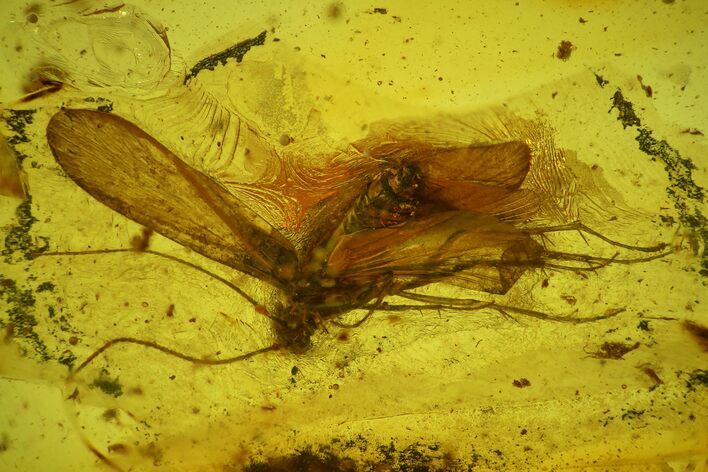Detailed Fossil Caddisfly (Trichoptera) In Baltic Amber #173660